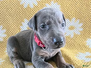 Doberman Pinscher dogs Doberman Pinscher Puppy 5 - Ad 37