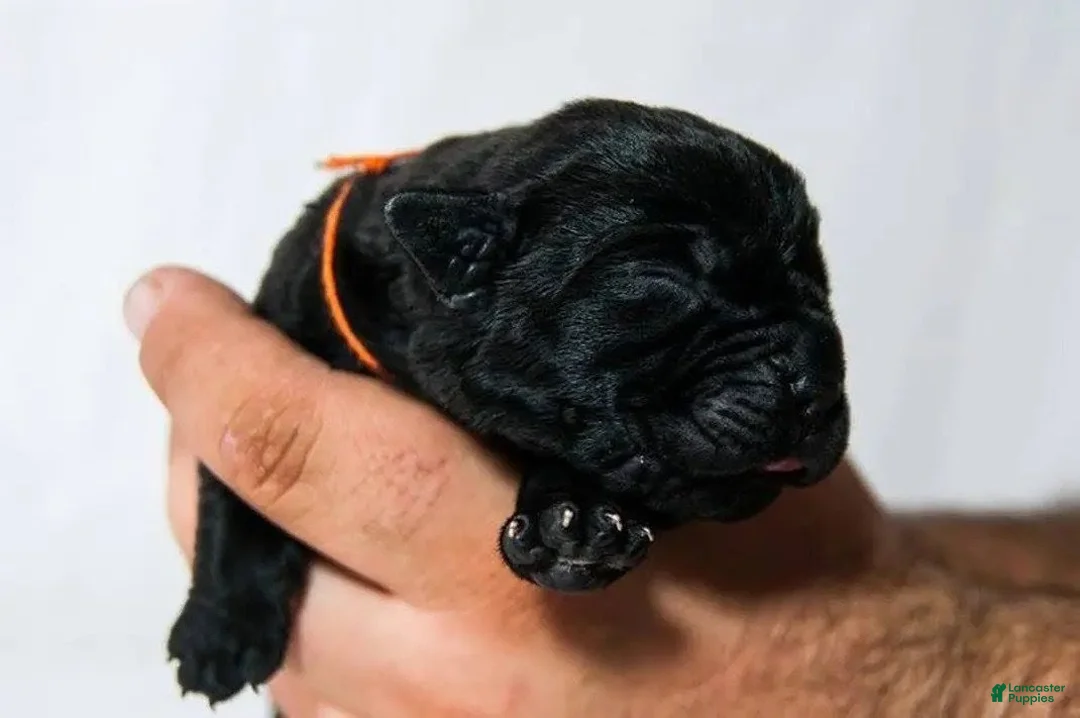 Cane Corso dogs for sale: Titan Bones Shadow Nyx - Ad 3