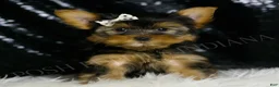 Morkie dogs for sale: Leo - Ad 2