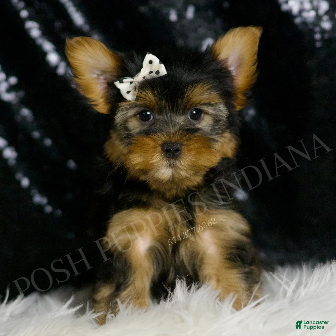 Morkie dogs for sale: Leo - Ad 2