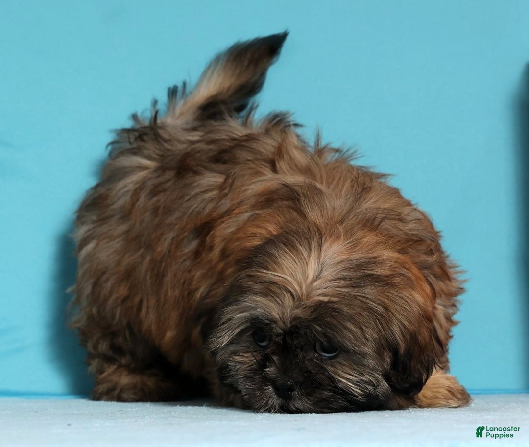 Teddy Bear dogs for sale: Crystal - Ad 7