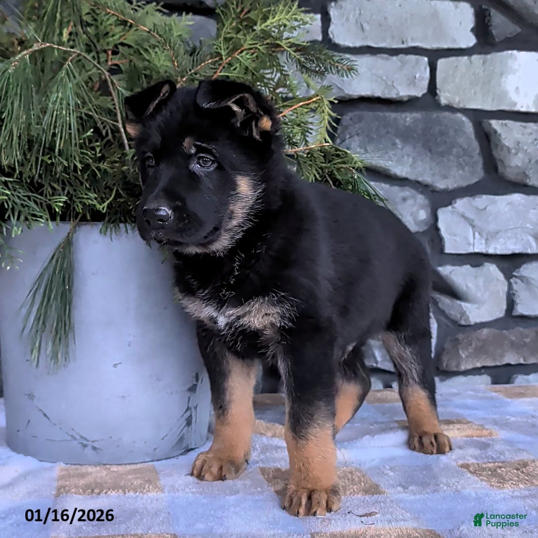 German Shepherd dogs for sale: Bowser - Ad 2