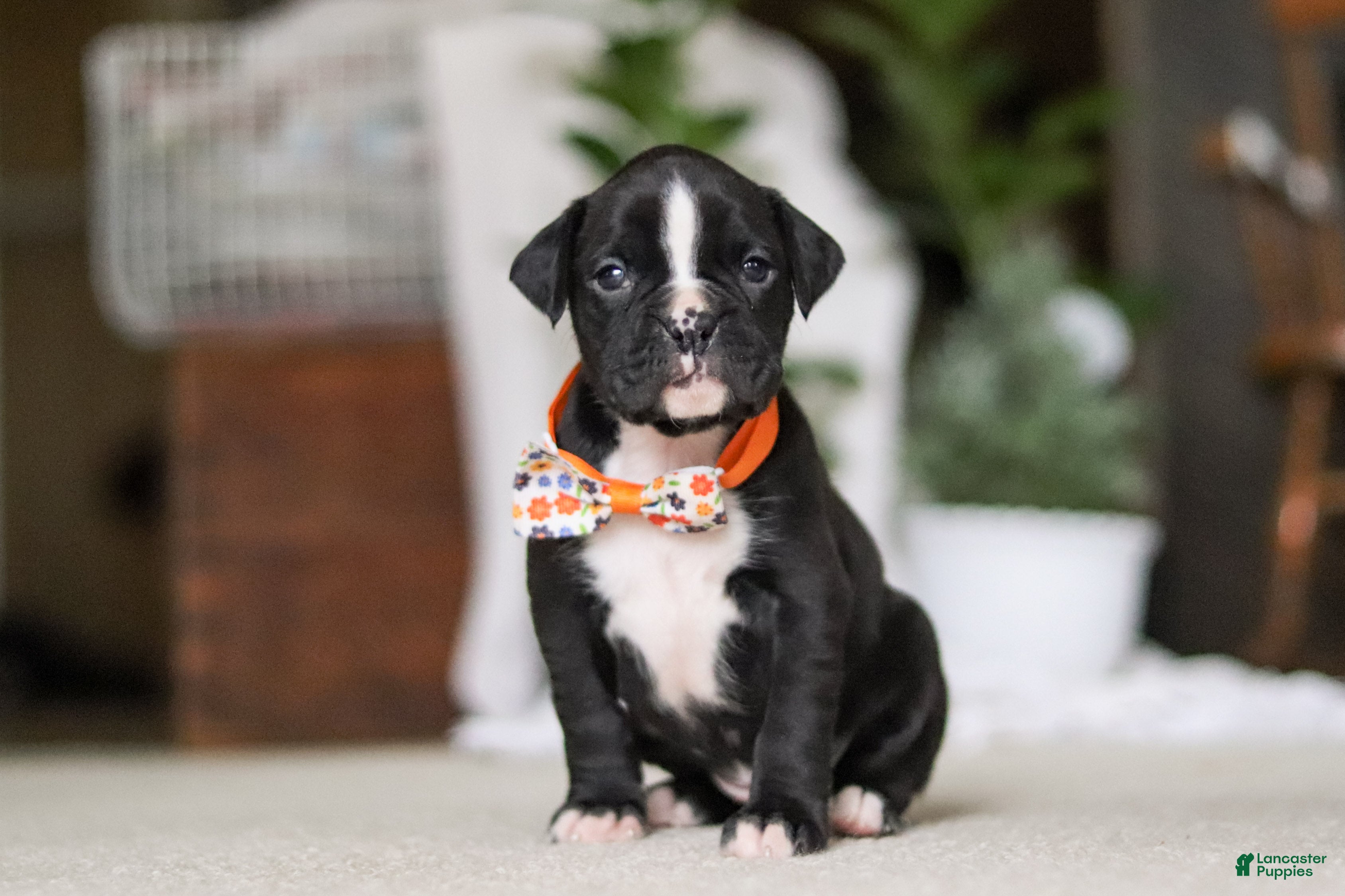 Boxer dogs Axel - Ad 7