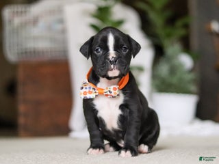 Boxer dogs Axel - Ad 7