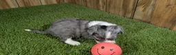 Mini Aussiedoodle dogs for sale: Sunset Girl 2 - Ad 12