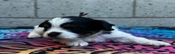 Yorkiepoo dogs for sale: Creed - Ad 4