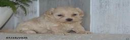 Maltipoo dogs for sale: Pearl - Ad 3