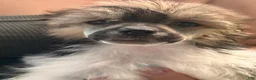Chinese Crested dogs for sale: Striker  - Ad 6