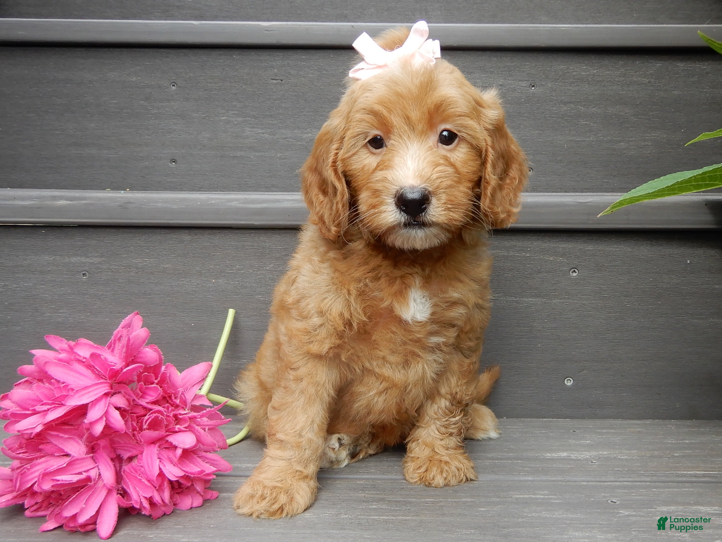 Mini Goldendoodle dogs Ginger - Ad 1