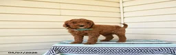 Goldendoodle dogs for sale: Mandy - Ad 3