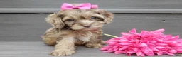 Cockapoo dogs for sale: Amber - Ad 1