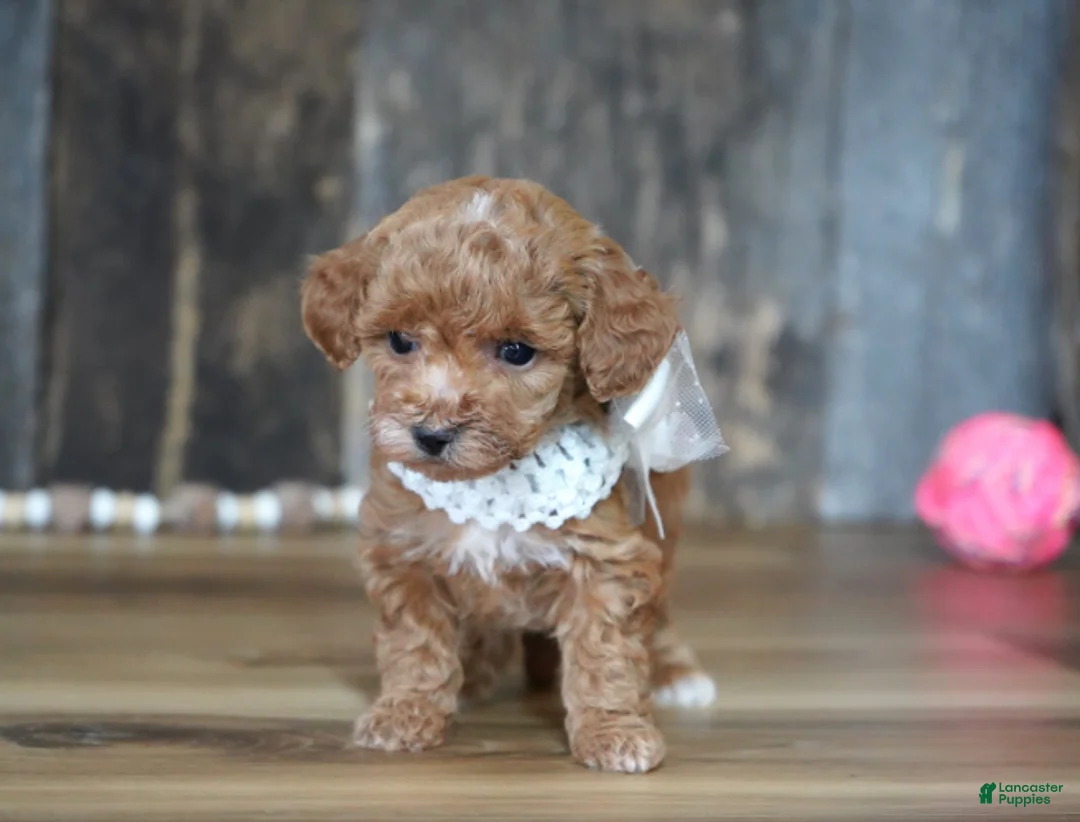 Maltipoo dogs for sale: Baily - Ad 5