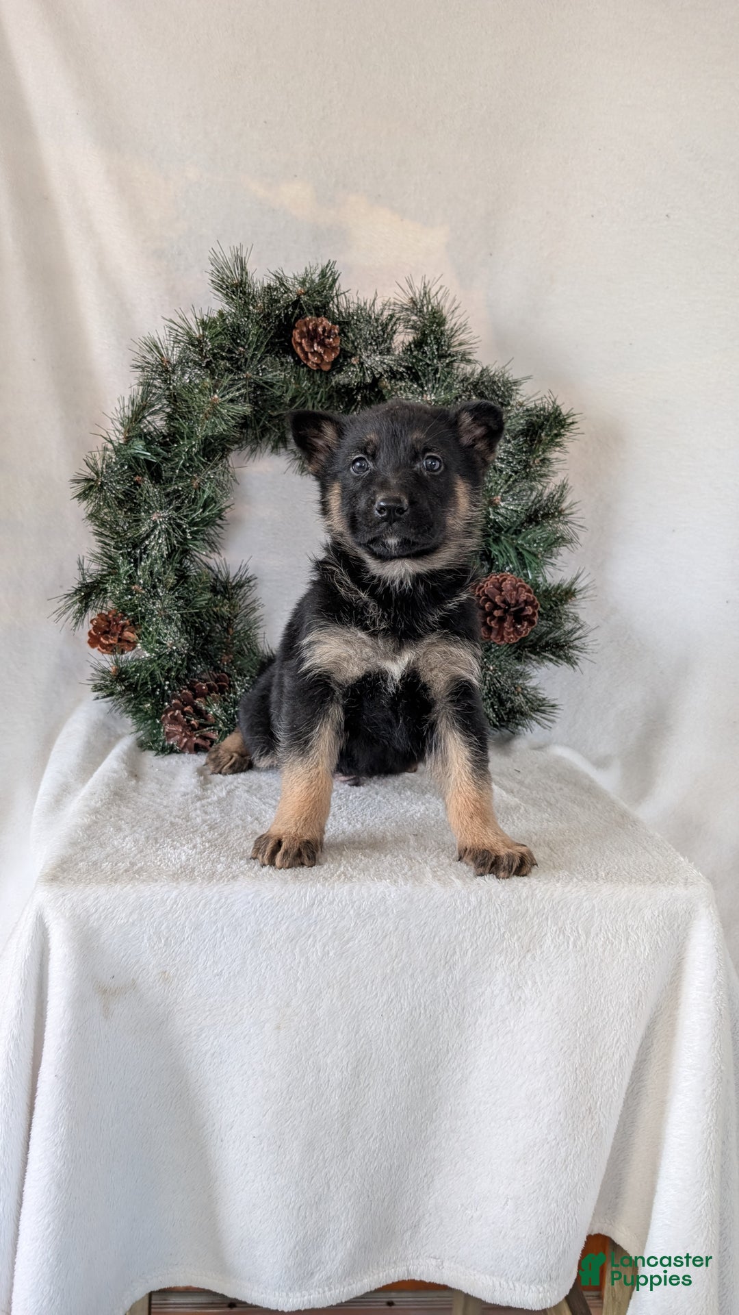 German Shepherd dogs for sale: Carson  - Ad 2