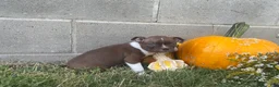 Boston Terrier dogs for sale: Lolly - Ad 3
