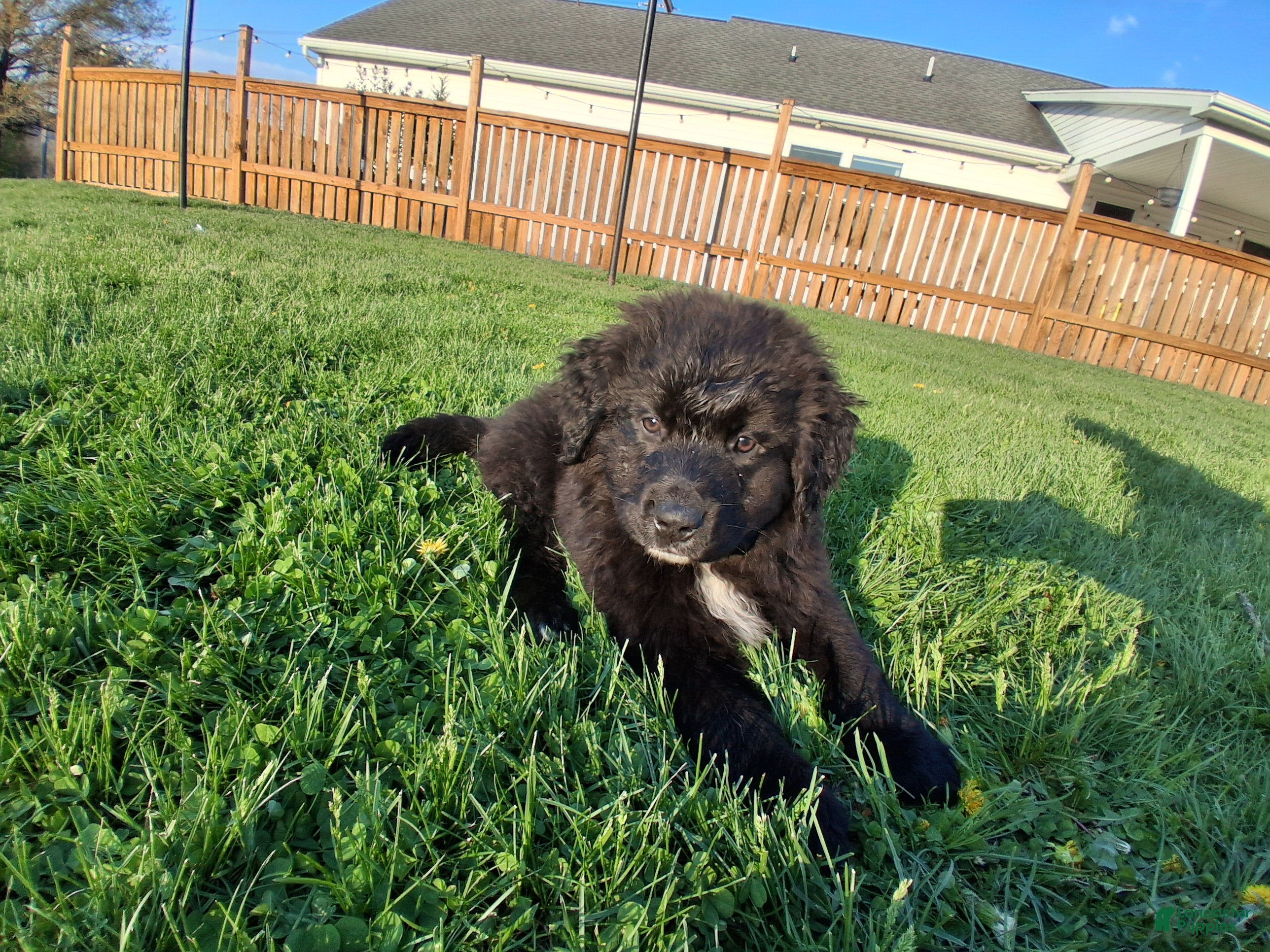 Mixed Breed dogs Chase - Ad 1