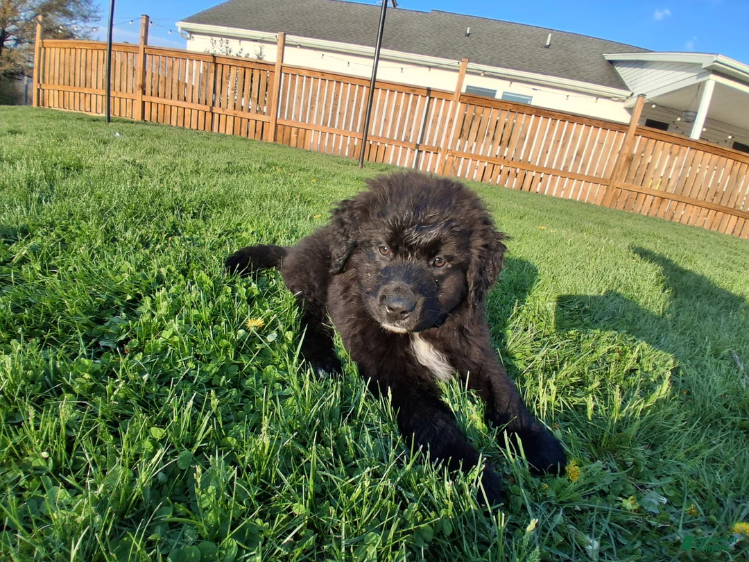 Mixed Breed dogs for sale: Chase - Ad 1