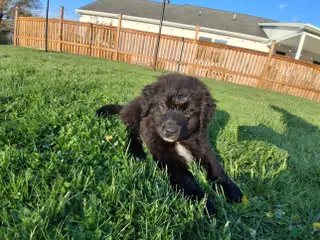 Mixed Breed dogs for sale: Chase - Ad 2