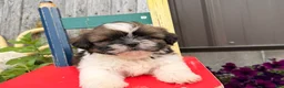 Shih Tzu dogs for sale: Queenie Shih Tzu  - Ad 2
