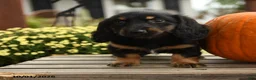 Dachshund dogs for sale: Merryweather - Ad 3