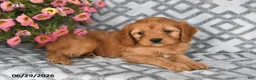 Cavapoo dogs for sale: Tilly - Ad 5