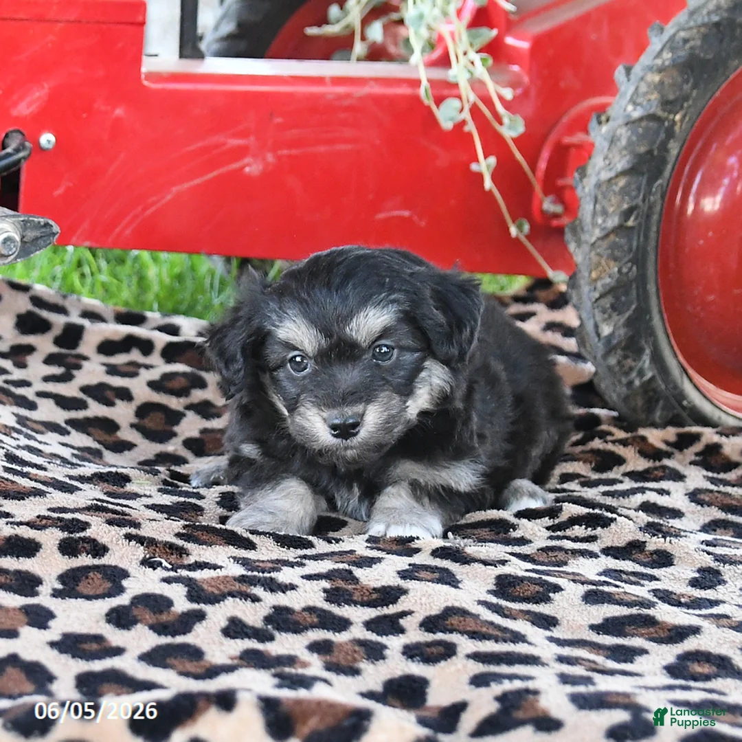 Pomapoo dogs for sale: Opal - Ad 3