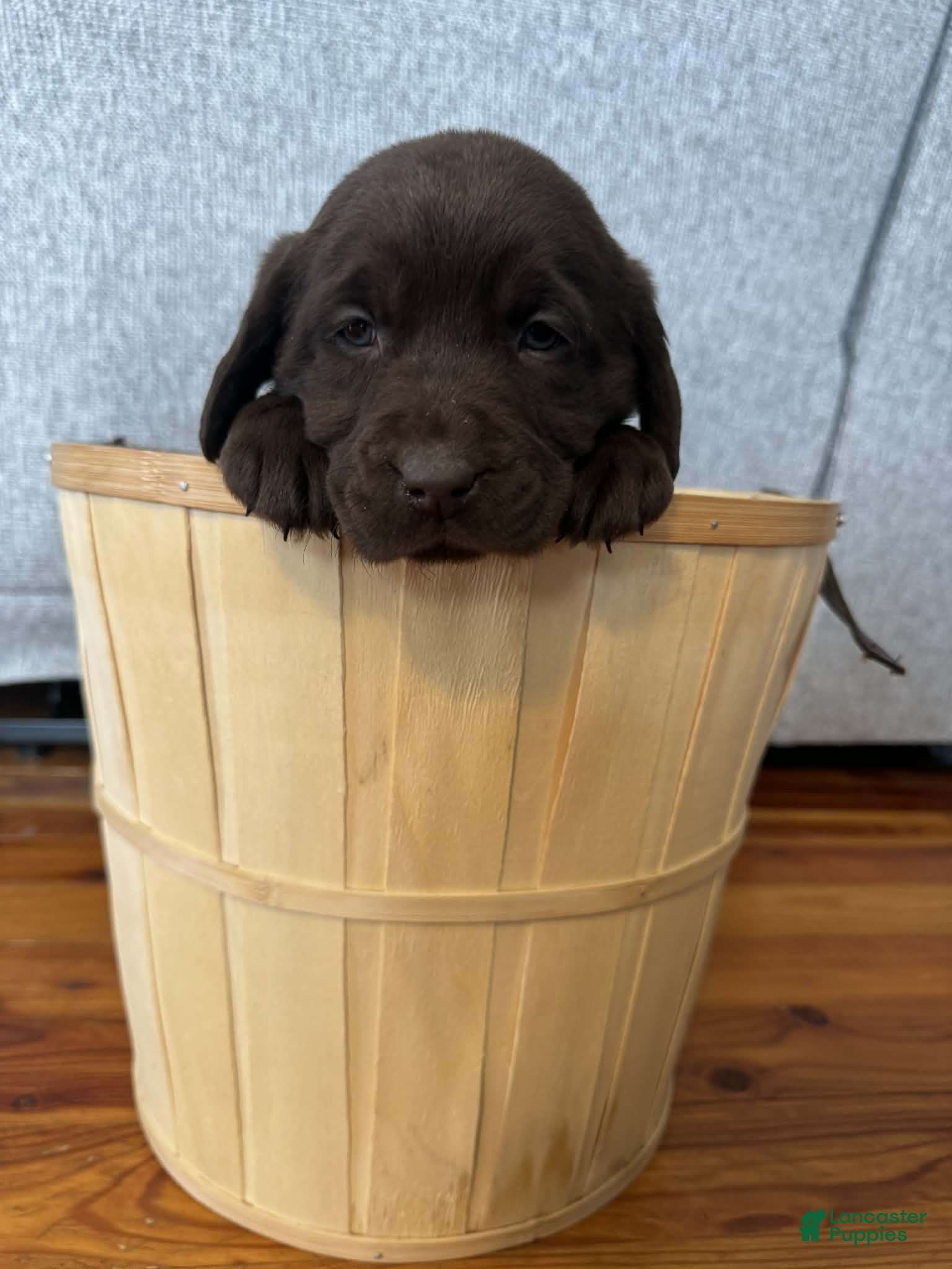 Labrador Retriever dogs Petal - Ad 27