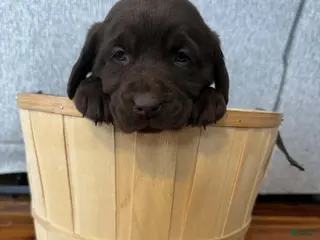 Labrador Retriever dogs Petal - Ad 27