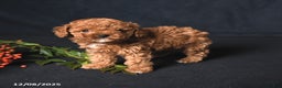 Toy Poodle dogs for sale: Tiny Emerald - Ad 4