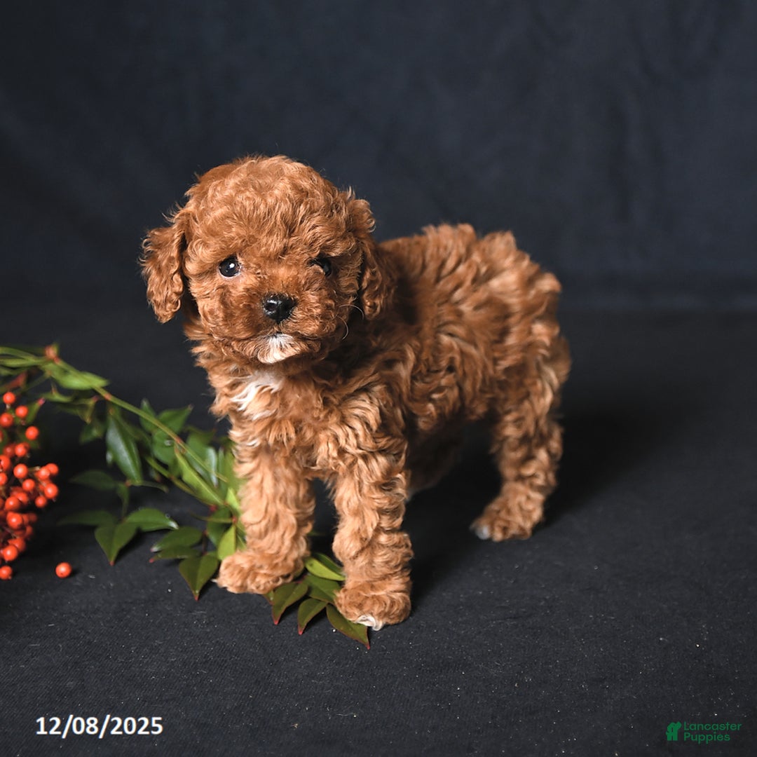 Toy Poodle dogs for sale: Tiny Emerald - Ad 4