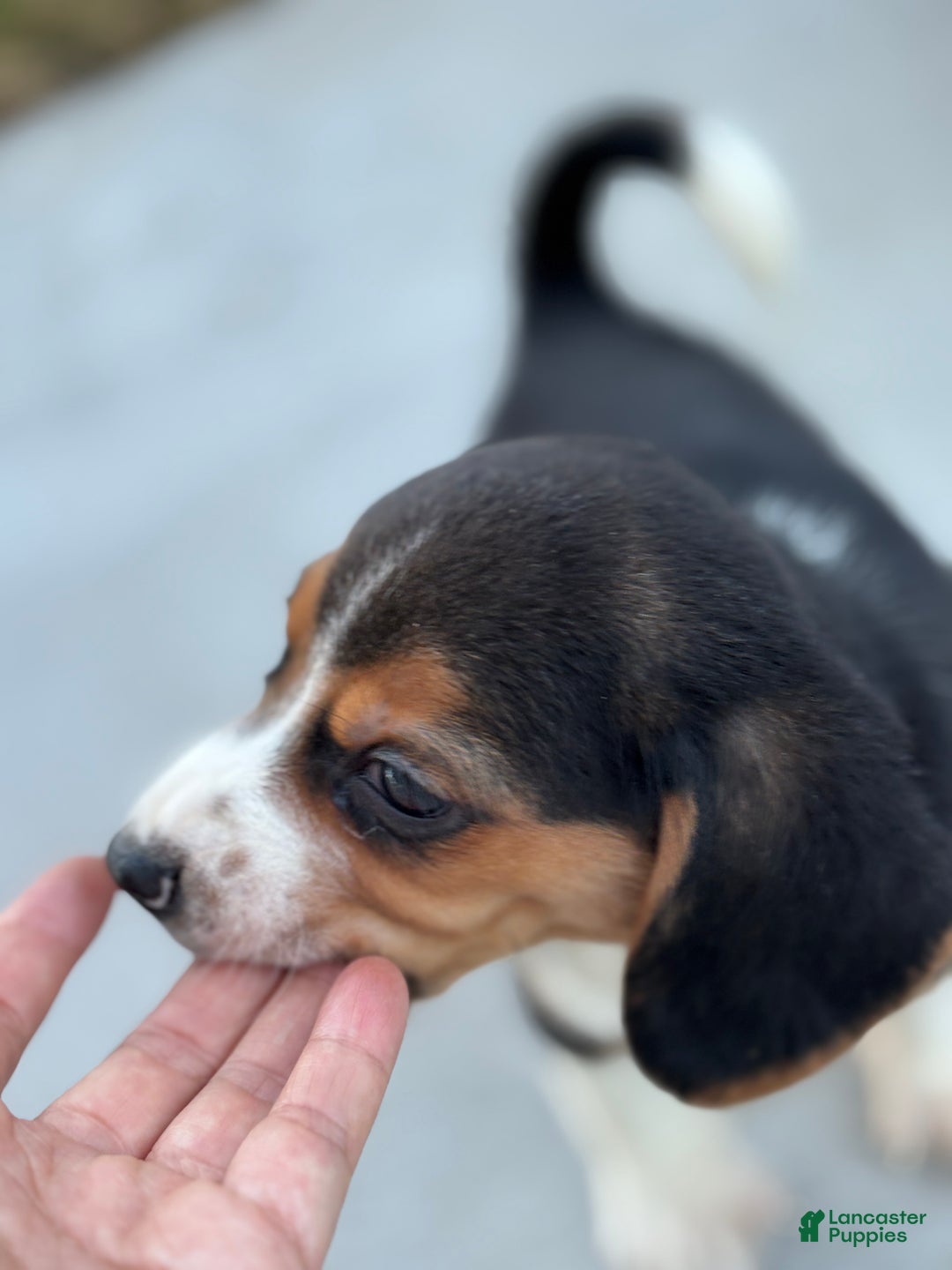 Beagle dogs for sale: Cooper - Ad 7
