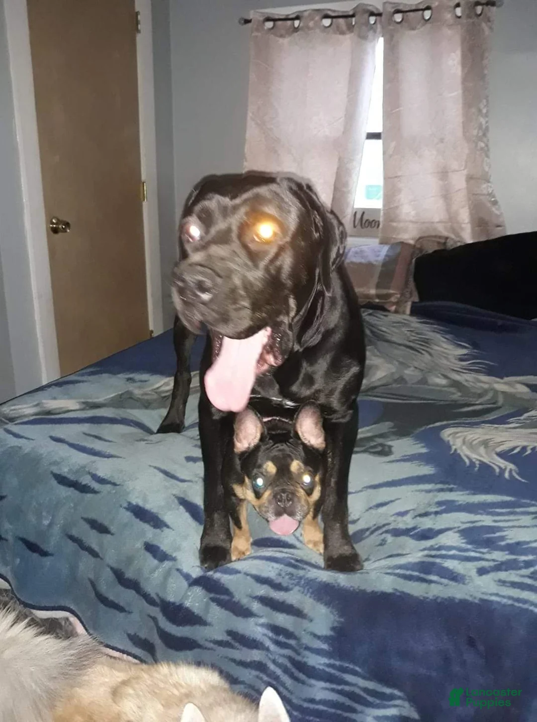 Gallery Image {{count}}