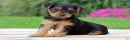 Yorkshire Terrier dogs for sale: Zoe - Ad 4