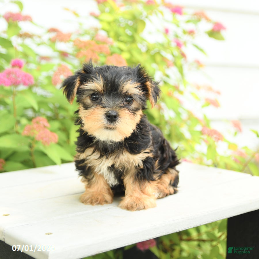Yorkshire Terrier dogs for sale: Plum - Ad 1