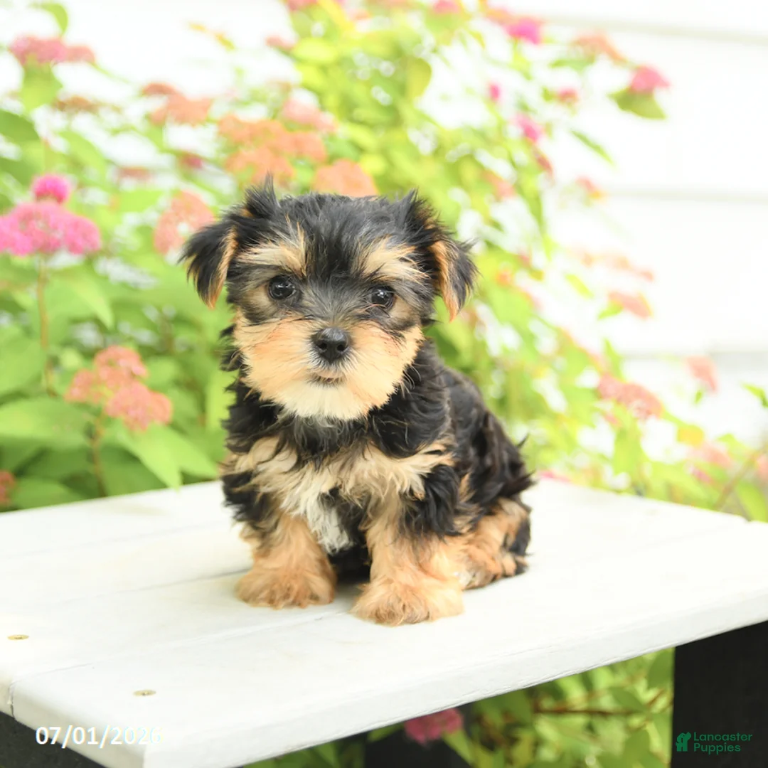 Yorkshire Terrier dogs for sale: Plum - Ad 1