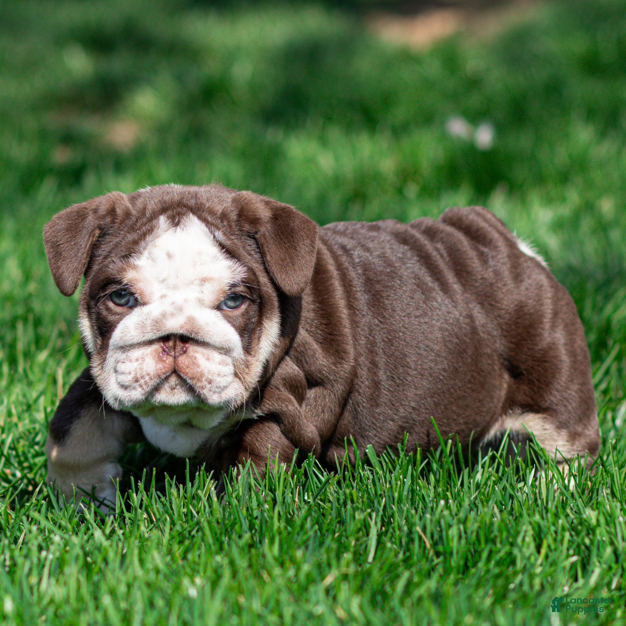 English Bulldog dogs Bruno Breaker English Bulldog Puppy  - Ad 1