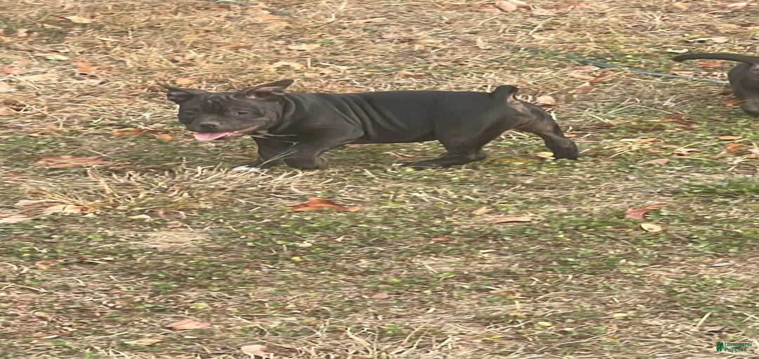 Gallery Image {{count}}