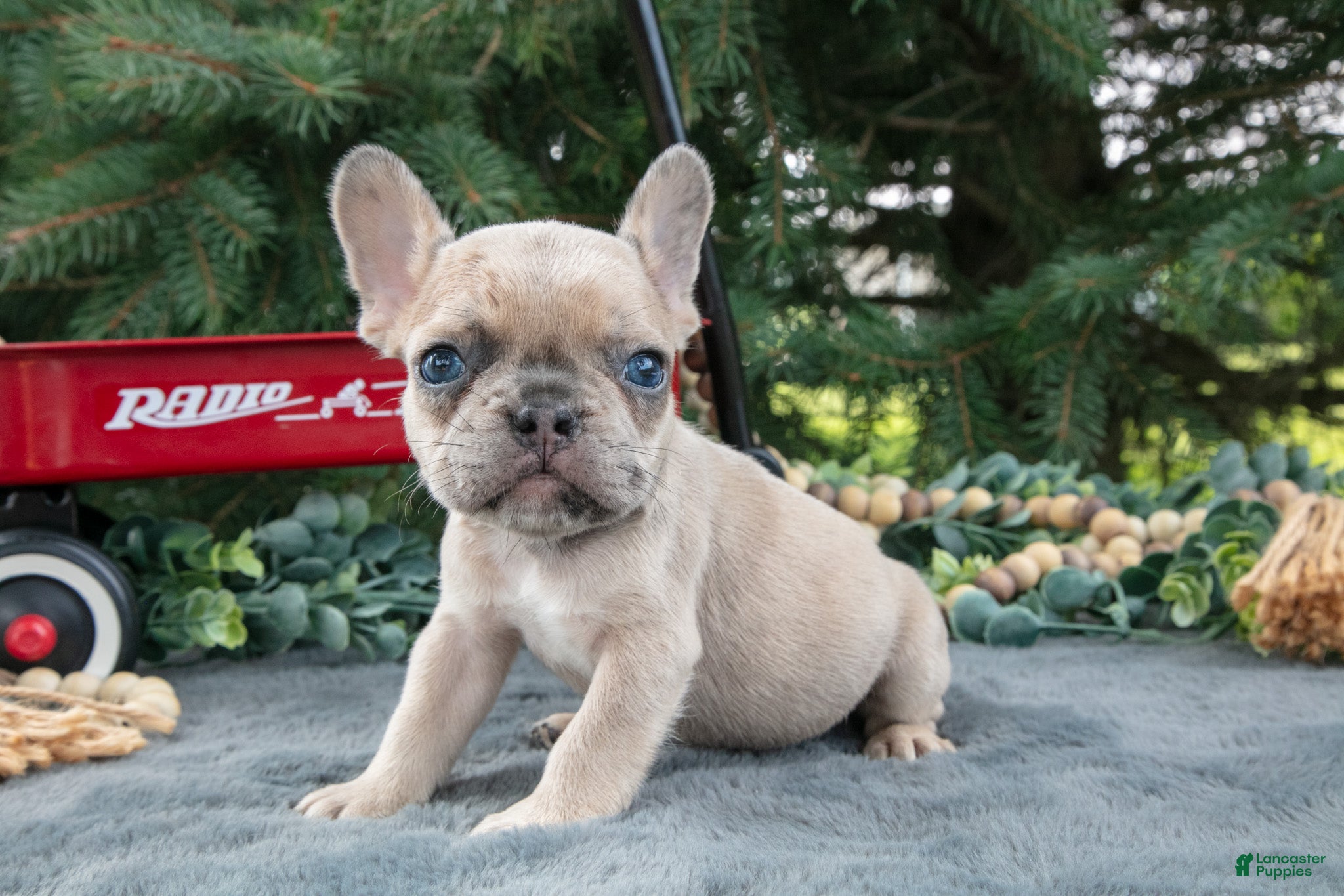 French Bulldog dogs Frankie - Ad 1