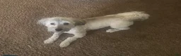 Mixed Breed dogs for sale: Mixed Breed Puppy 2 - Ad 3