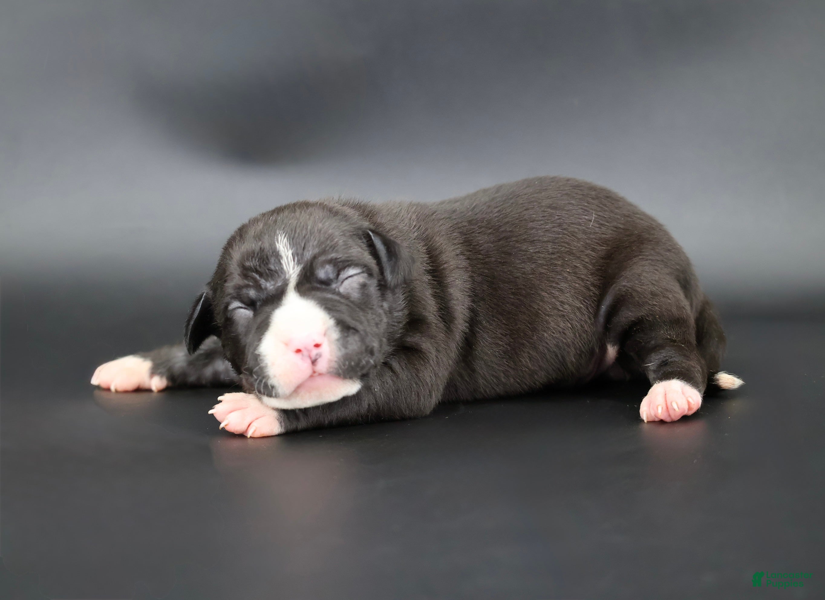 American Bully dogs Pearl - Ad 19