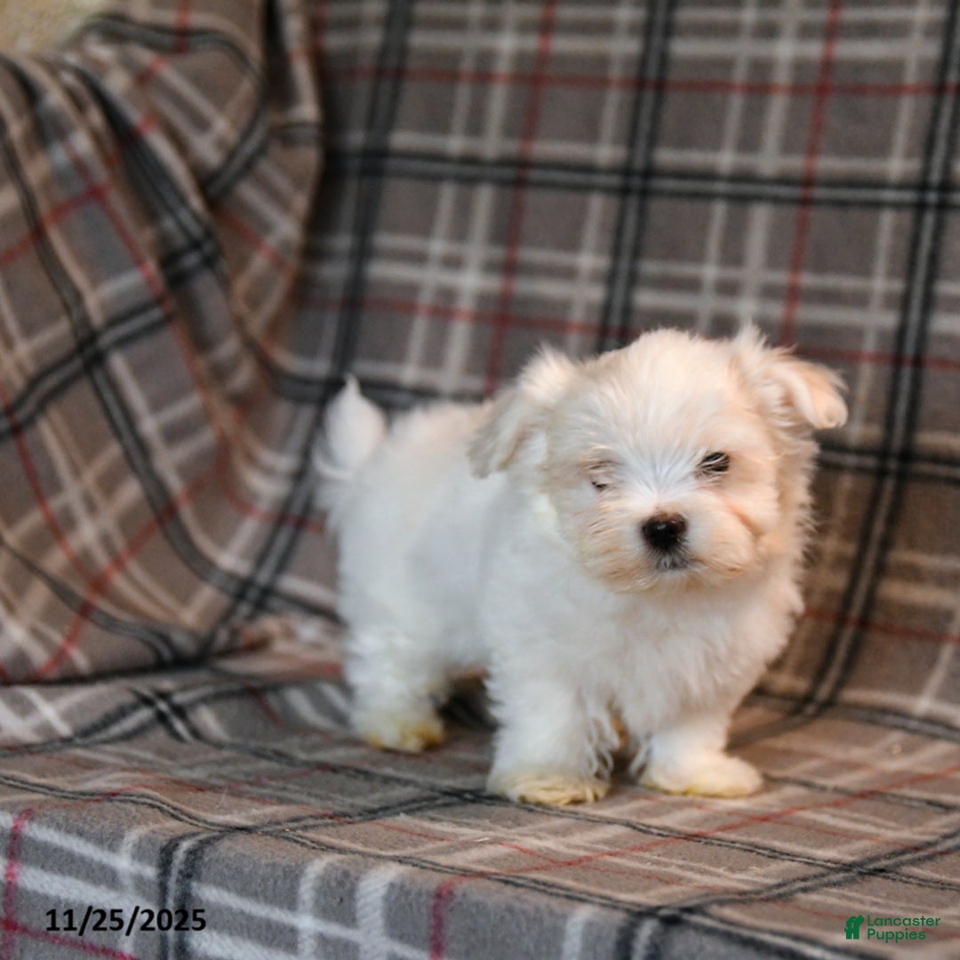 Maltese dogs for sale: Rocket - Ad 1