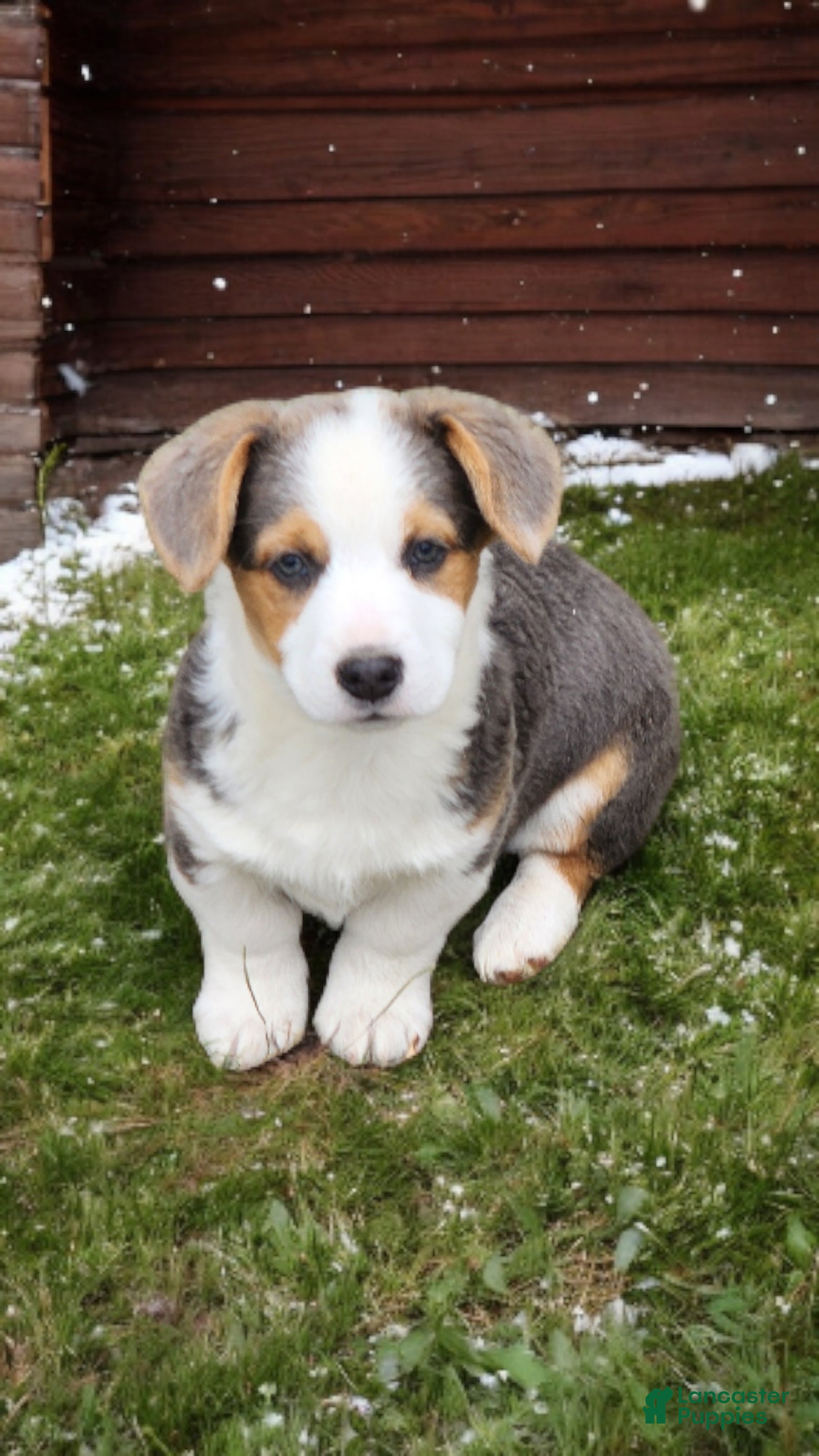 Welsh Corgi Pembroke dogs Apex Bluie  - Ad 17