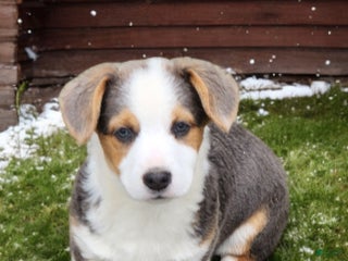 Welsh Corgi Pembroke dogs Apex Bluie - Ad 40