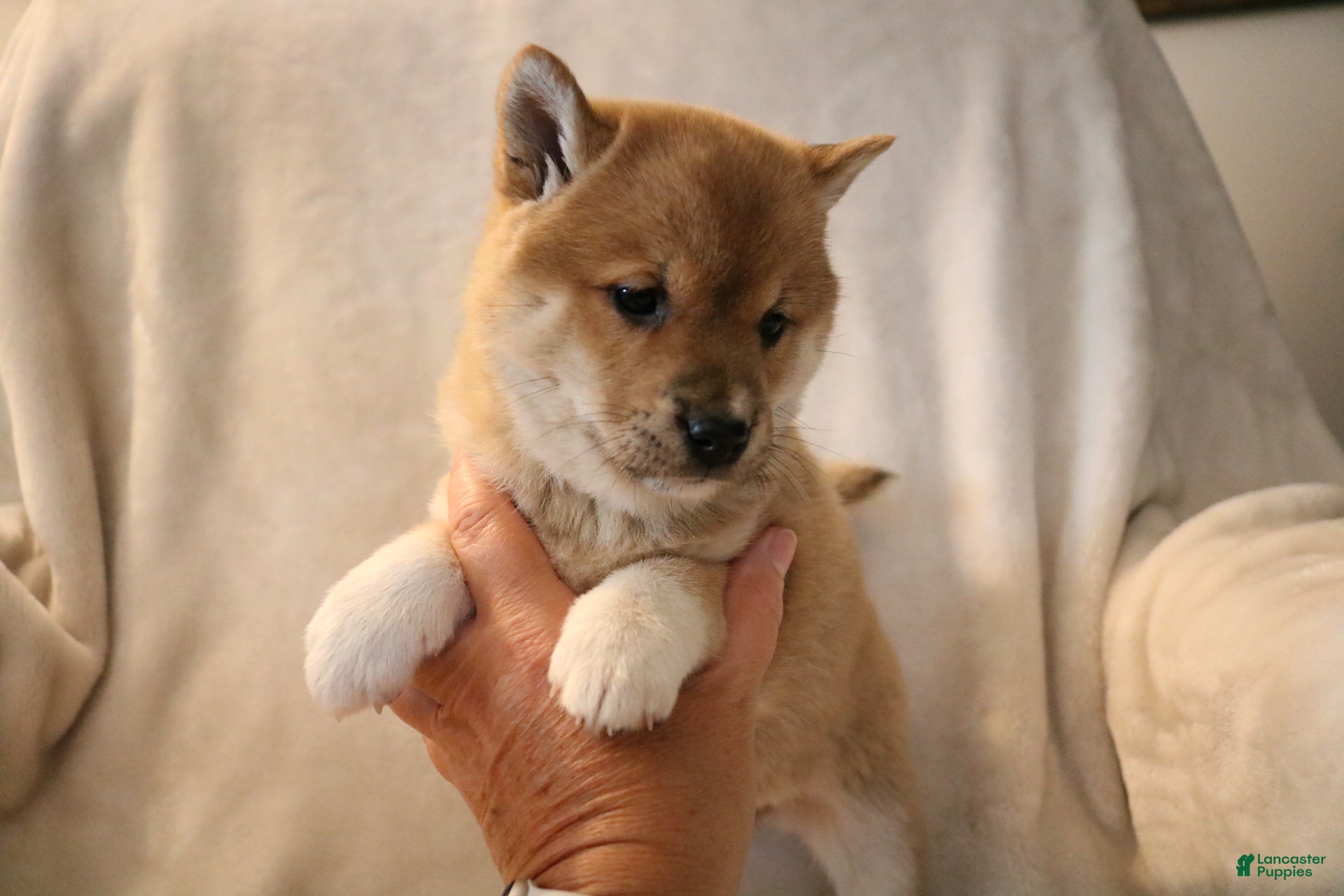 Shiba Inu dogs Sasha  - Ad 41