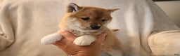Shiba Inu dogs for sale: Sasha  - Ad 1