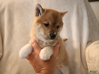 Shiba Inu dogs Sasha - Ad 38