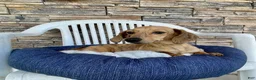 Miniature Dachshund dogs for sale: Fritz - Ad 8