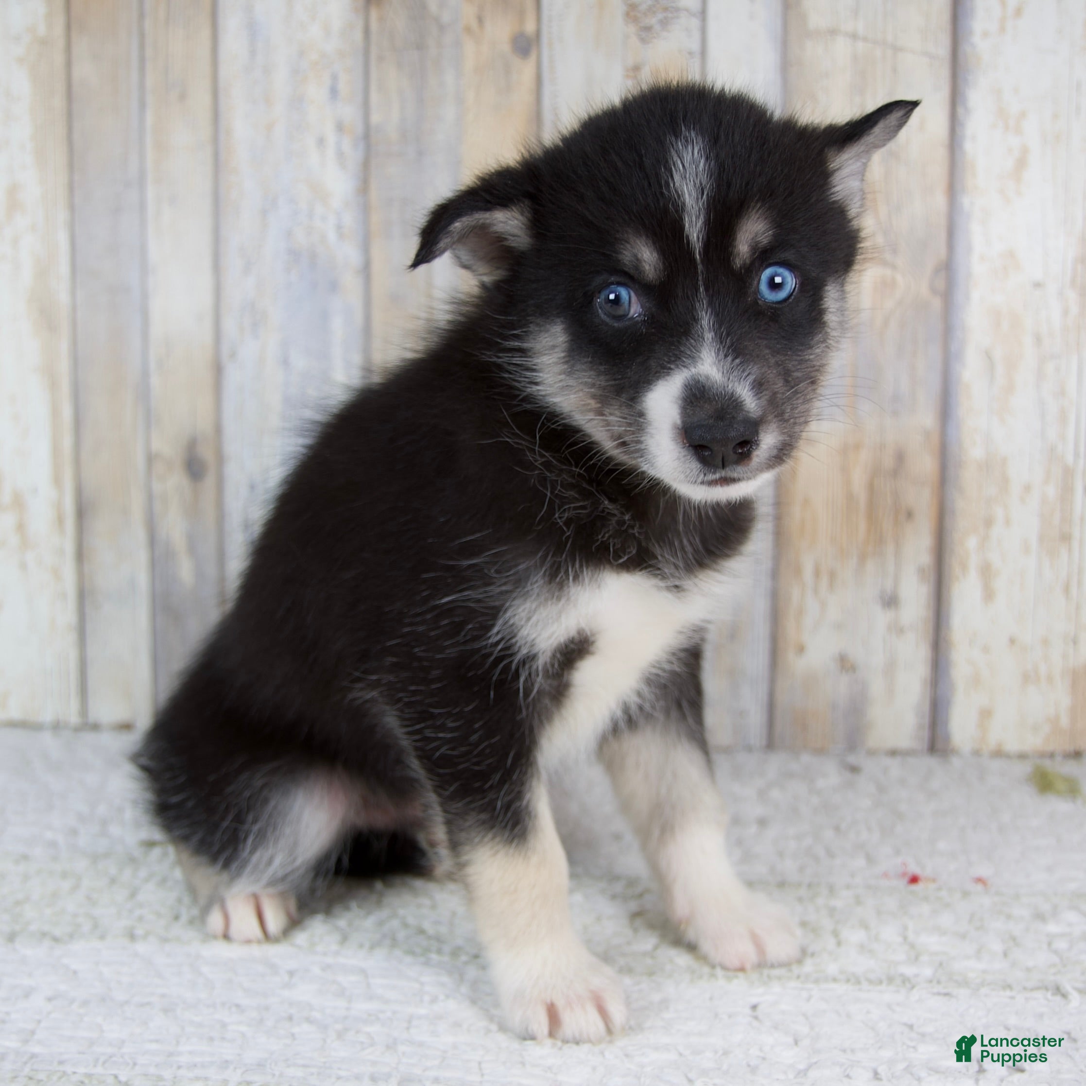 Pomsky dogs Cruse - Ad 2