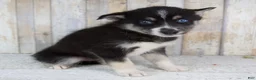 Pomsky dogs for sale: Cruse - Ad 2