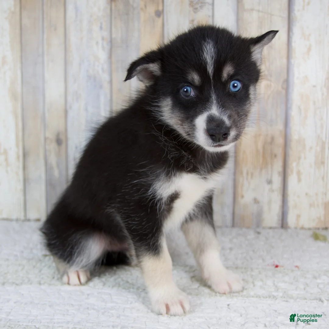 Pomsky dogs for sale: Cruse - Ad 2