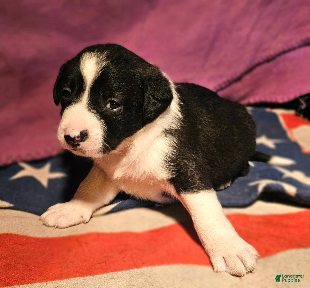 Border Collie dogs for sale: Buffy - Ad 1